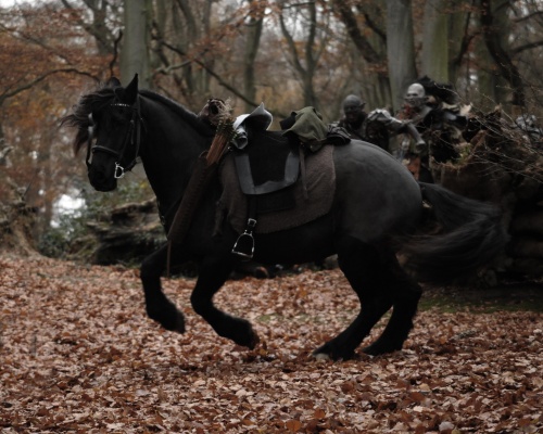 Horse in the forest